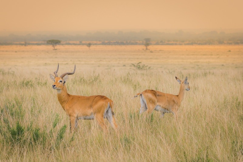 30 Oeganda, Queen Elizabeth NP, oegandese kob.jpg